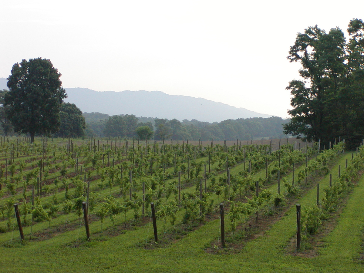 North Mountain vineyard rows with mountain views
