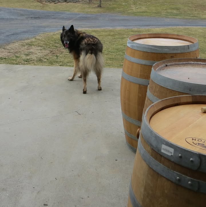 Wolfi on guard during morning bottling of Vidal Blanc!