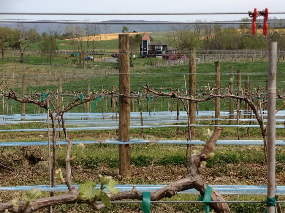 The vines are starting to bud! Great sign of Spring.
