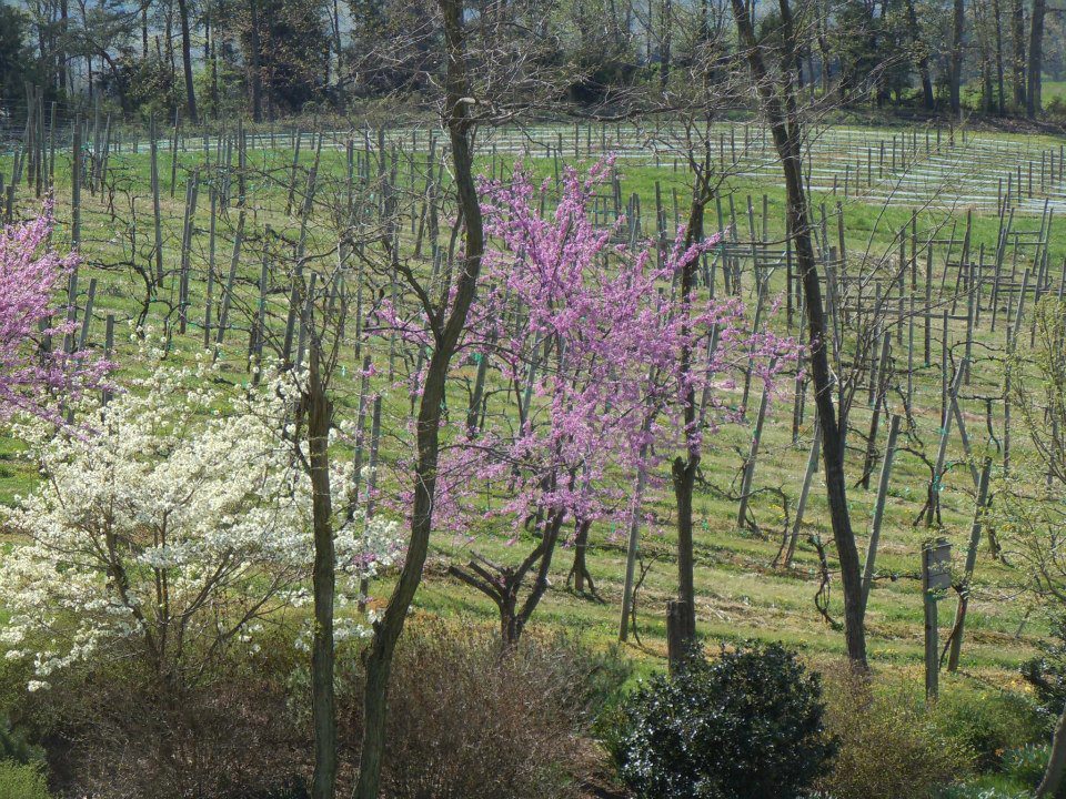 Spring doesn't get any prettier than it is today at the Vineyard. Come out and enjoy the sunshine on the deck.