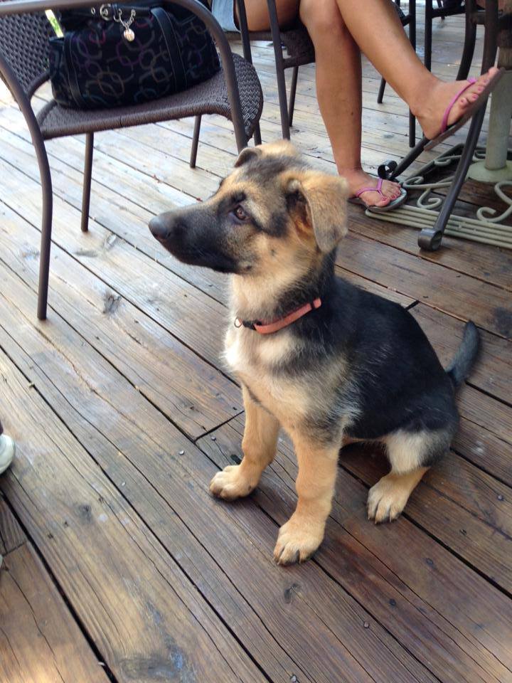 My name is Delilah. Look how big I am. Come by and say hi. If you don't see me, just ask. I'm happy to come out and give you a kiss.