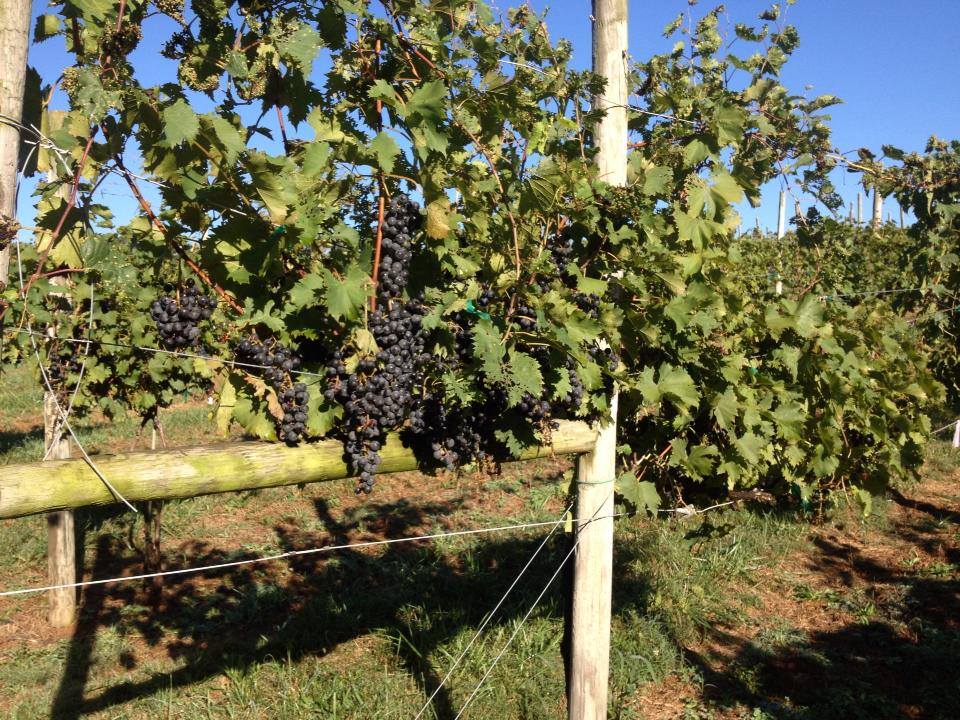 Don't miss seeing the grapes on the vine. Harvest is starting and will go on for quite a while this year.