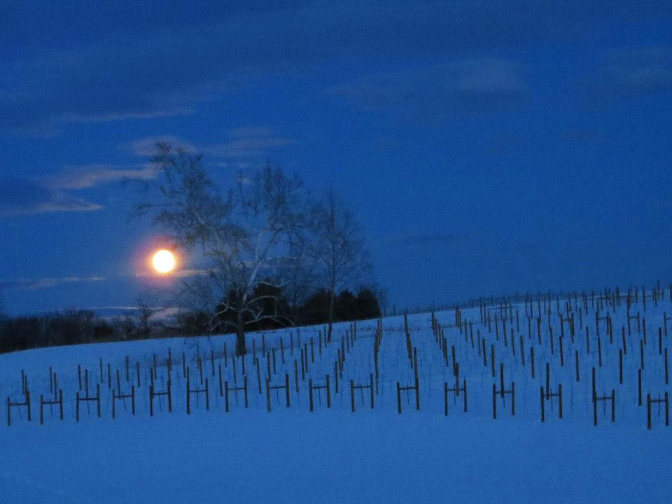 Moon light over the Riesling