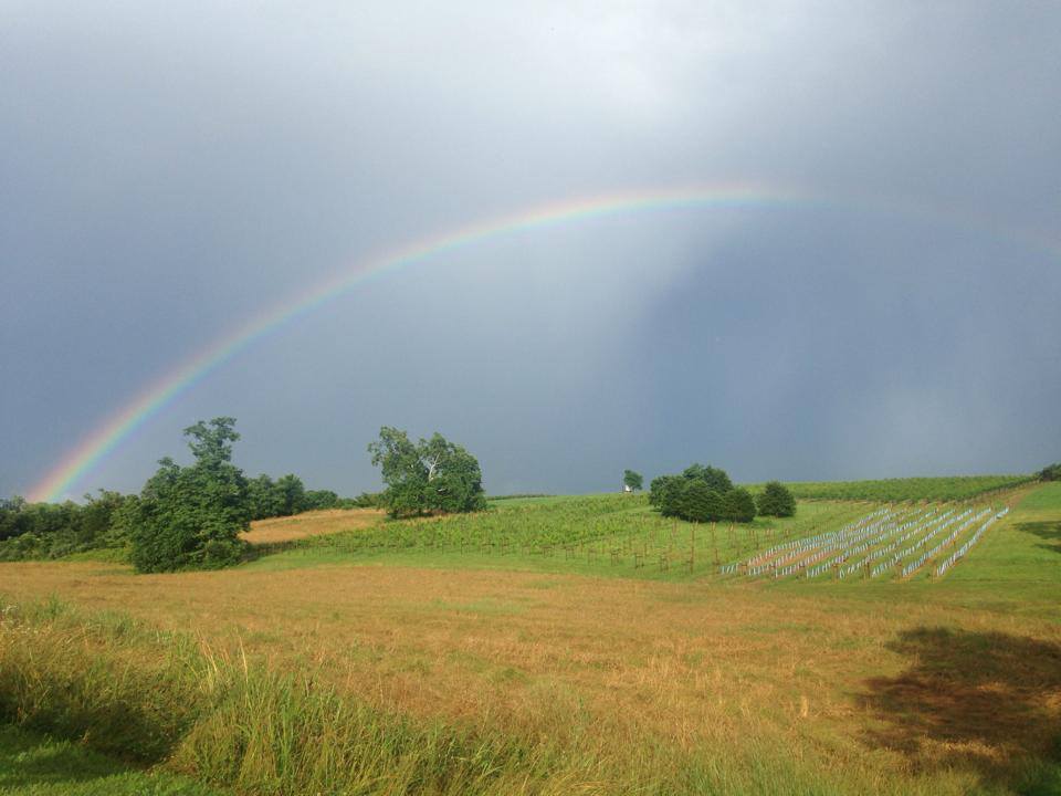 It's worth having a storm if the view up past the Riesling looks like this!