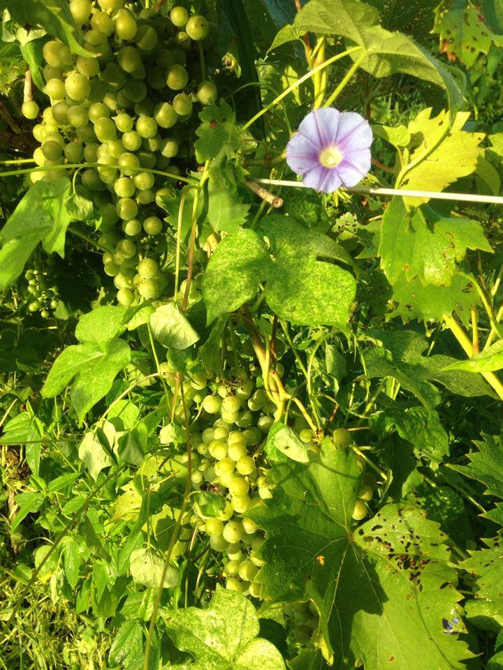 Gorgeous day on tap today in the Shenandoah valley. Stop by and enjoy the fun with music by Rick Foster and Bill Burnett from 2-5pm. The vines are looking great!
