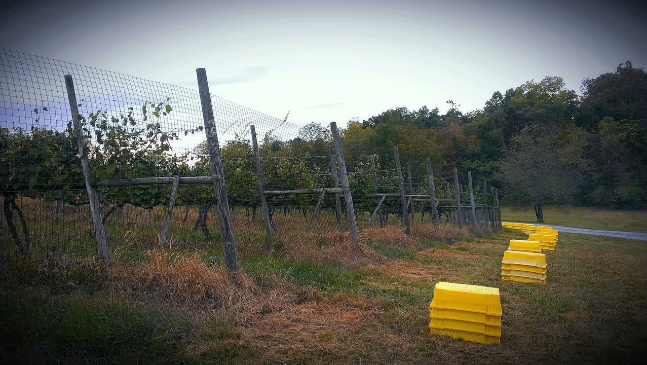 Pickin' those grapes.
