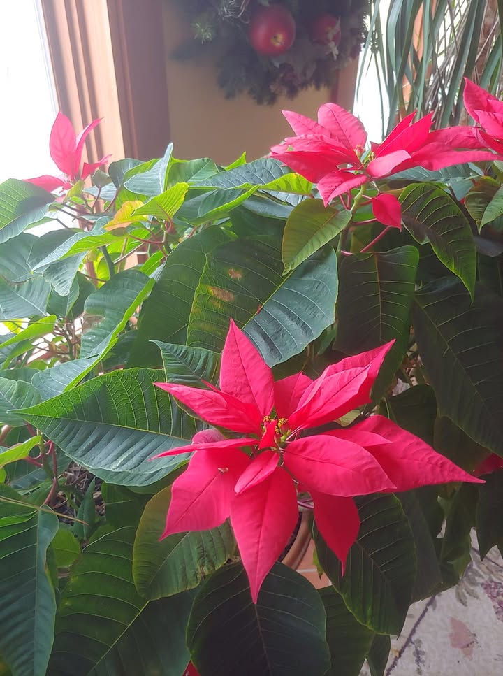 Ms. Krista's beautiful poinsettia!
