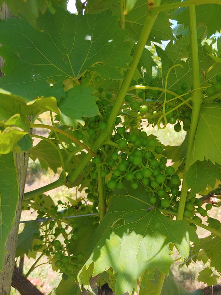 Photos from North Mountain Vineyard & Winery's post