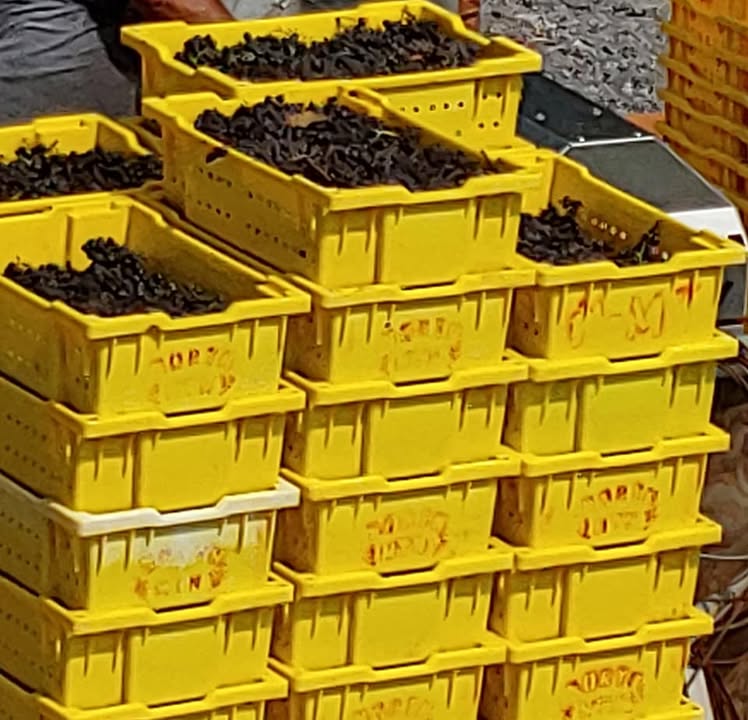 Photos from North Mountain Vineyard & Winery's post