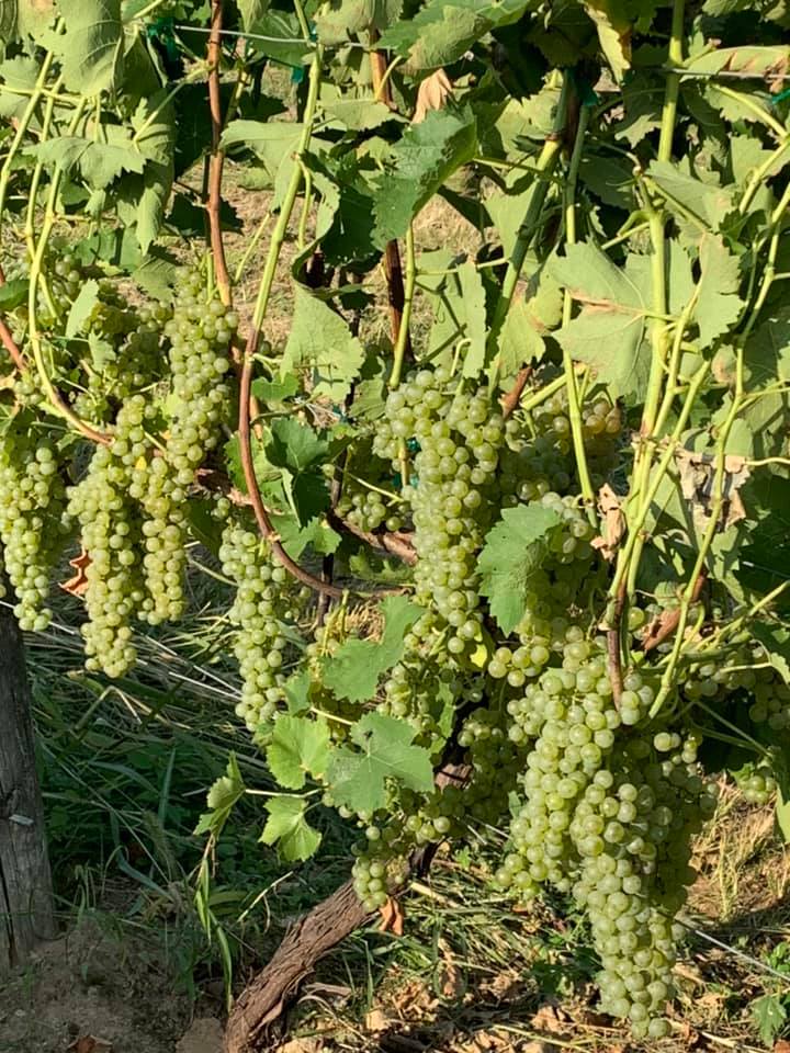 Can you guess what we harvested earlier this week??? Let’s hear what you think.