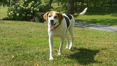 It is with great sadness to say goodbye to our beloved Brie this morning. As with everything, she left this world on her terms, at the vineyard. She loved hanging out with visitors, human and canine alike.