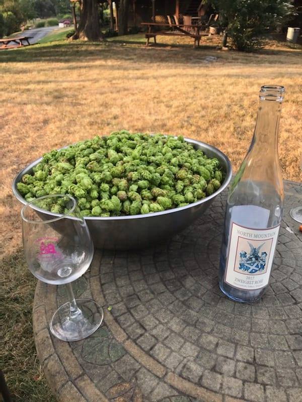 Look at these gorgeous Cascade hops - 3lbs with Intense aromas! These were harvested over a bottle of wine by friends of North Mountain Vineyards this past Saturday! If you are a home brewer come out and pick some hops!! Give us notice and we'll drop a few bines for you.