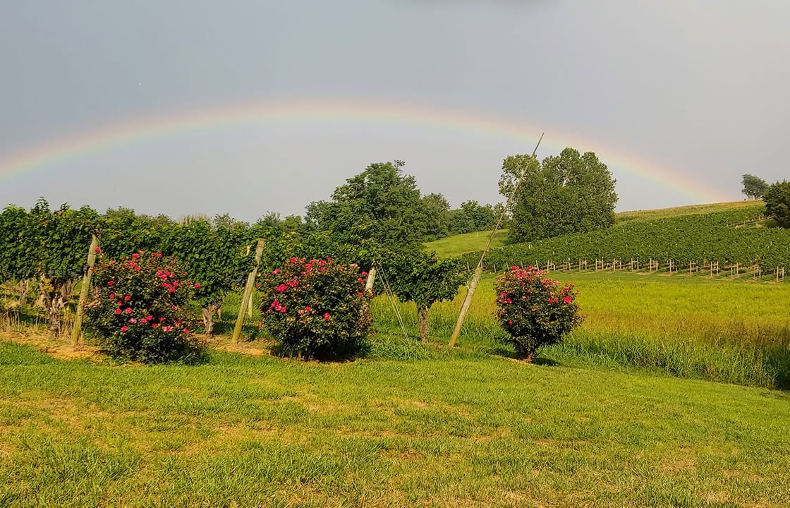 What a beautiful rainbow at the Vineyard! Looks like the pot of gold would be found on the Sonnenberg field!