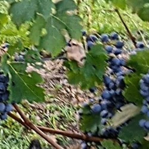 The latest Tweets from NMwine (@NMVineyards). One of Shenandoah Valley's oldest wineries with estate grown and produced wines