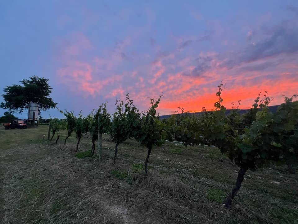 Photos from North Mountain Vineyard & Winery's post