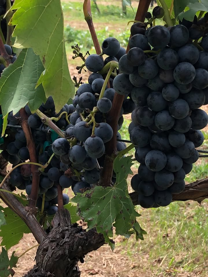 When the grapes are harvested, what is the first step in the wine making process?