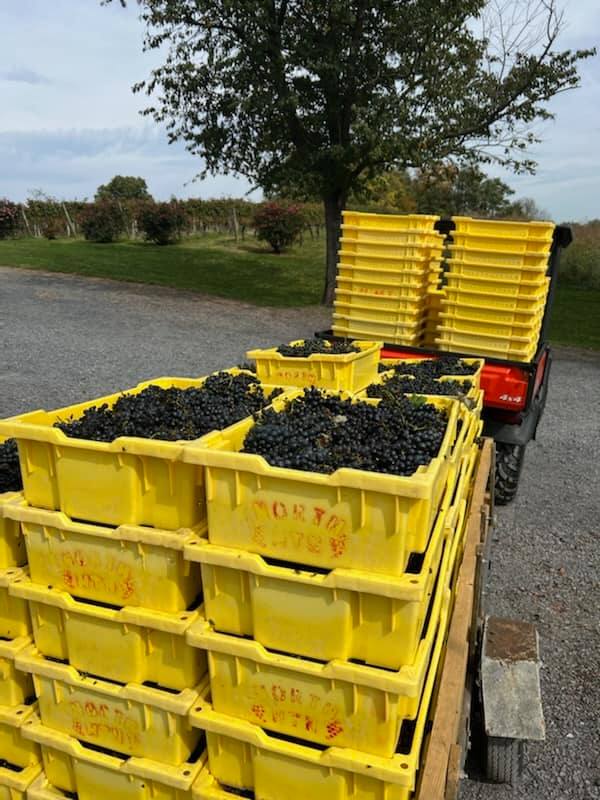 Photos from North Mountain Vineyard & Winery's post