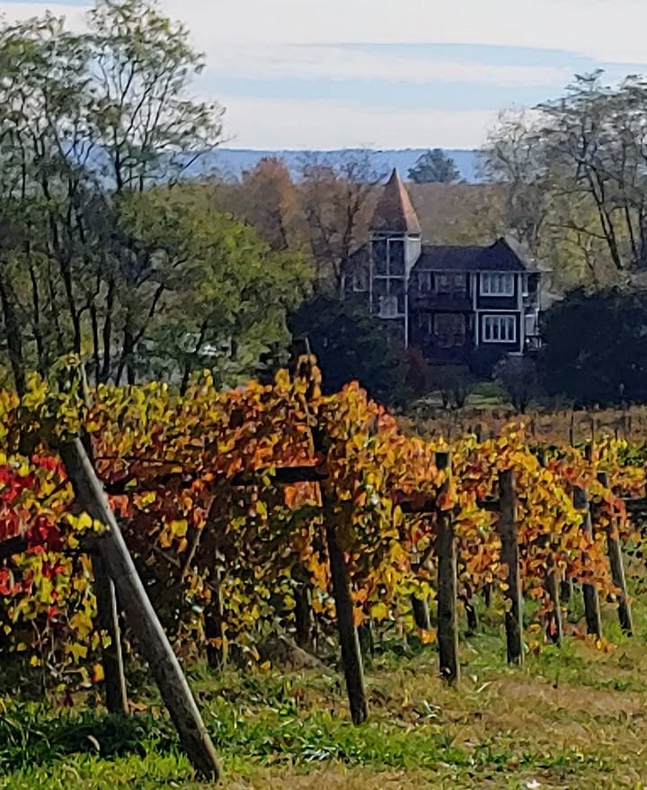 It's that time of year! Come visit us to soak up the beauty while drinking some delicious North Mountain wine!