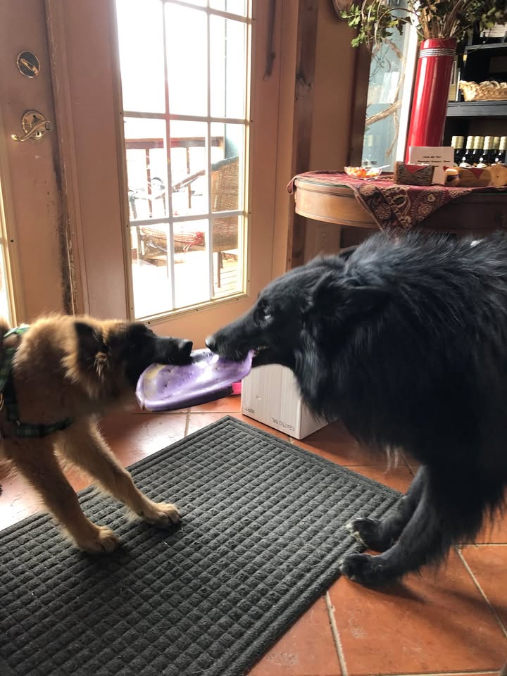 Are you dog-gone tired of trying to come up with something to do this Saturday, 2/4? Join Islay and Sevie at North Mountain for a wine and food pairing experience. Reservations are being taken now! Call 540-436-9463 for more information. #VAwine #Winegifts ##VAwinecountry #Shenandoahcounty #LoveVA