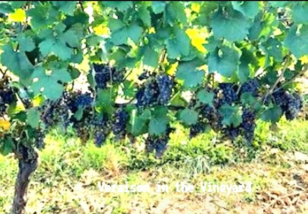 Our Zweigelt has started veraison! Veraison Is a stage in the growing process when the grape begins to soften and change color on the vine, indicating the onset of ripening. The vine alters its focus from energy creation (through photosynthesis) to energy consumption where it concentrates its energy into making sweet grapes. Zweigelt is usually our first red grape to be harvested taking anywhere from 30-70 days to fully ripen.