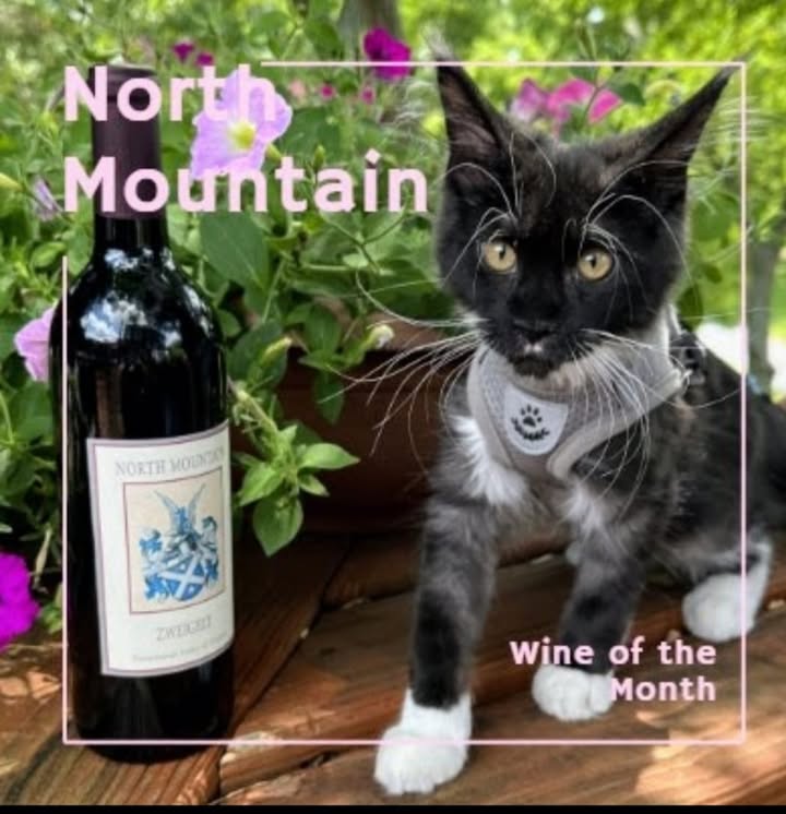 September’s Wine of the month is our Zweigelt Red. This unique grape was first developed in 1922 by Austrian biologist Fritz Zweigelt when he crossed St. Laurent and Blaufränkisch grapes. Since then, Zweigelt has gone on to become the most widely grown grape in Austria. North Mountain was the first Virginia winery to grow, produce, and bottle this wine. It has a light-medium body, is fruit forward, with low tannins and high acid. Come on out and taste this delightful wine and take advantage of our special bottle prices only during the month of September. Cat not included