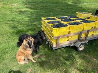 Such an unbelievable day spent harvesting the opulent Cabernet Franc grapes at the gorgeous North Mountain Vineyard on Friday! 🍇 It was splendidly amazing to have my loyal companions, Severus and Islay, my charming Belgian Shepherds, help out in the vineyard. As we piled up our hard-earned harvest, nothing could eclipse how their twinkling eyes reflected the radiant verdant beauty of the grapes. Truly, a picture that paints a thousand words...🐾🍇 Yesterday, we had to say goodbye to our beloved Belgian Sheepdog, Severus. It is with heavy hearts that we share this sad news with all of you who knew and loved him. Sevy was the embodiment of sweetness, kindness, and happiness. His passion for frisbees was unparalleled. Severus had a unique bond with his best friend, Wolfi (our 'Den Dad' who we lost last year). Their friendship was something truly special to behold. And, for our newest family member, Islay, a Belgian Tervuren puppy, Sevy served as a guardian, caring and watching over him so beautifully. Today, our hearts ache as we miss our boy terribly. In sharing this, we thank you for your thoughts during this sorrowful time. Rest in peace, dear Sevy. Until we meet again over the rainbow bridge. #HarvestingSeason #Shenandoahvalley #vineyardlife #BelgianTervurens
