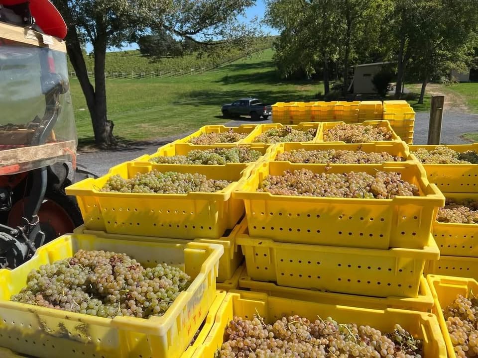 Vidal Blanc….the last of our white grapes to harvest this year. Firm skins allowed us to let them hang through all of those September rains. They maintained nice acids to balance with sugars at 23 brix. Special note…if any of you wish to volunteer to help us pour wine next Friday or Saturday or Sunday 6-9pm at Mount Vernon please call the winery (October 6-8).