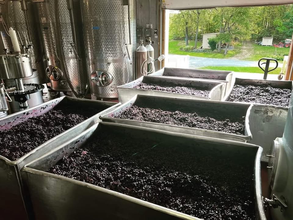 You need to love the art of winemaking to appreciate the beauty of red wine grapes fermenting on the skins. These stainless steel bins are filled with Chambourcin…the last of our grapes to harvest this year. I’ve just “punched down” the caps that form on top after a few hours. Basically that means to stir the juice and grapes together…A few bees have discovered us this morning so time to cover up the bins!