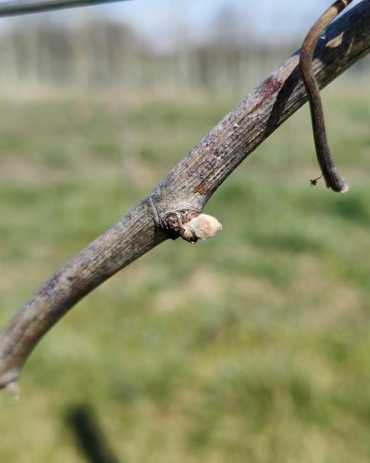 Photos from North Mountain Vineyard & Winery's post
