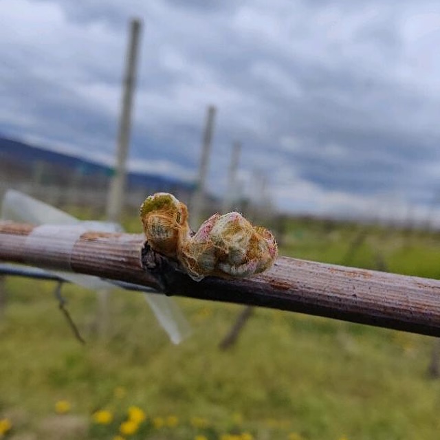 Zweigelt is a red grape. This one is actually further along than any other grape in the vineyard which is kind of ironic because most of the time whites are ahead of the reds. This picture here also illustrates two shoots emerging. The primary shoot and the secondary shoot.