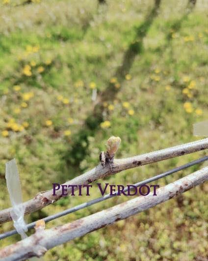 Photos from North Mountain Vineyard & Winery's post