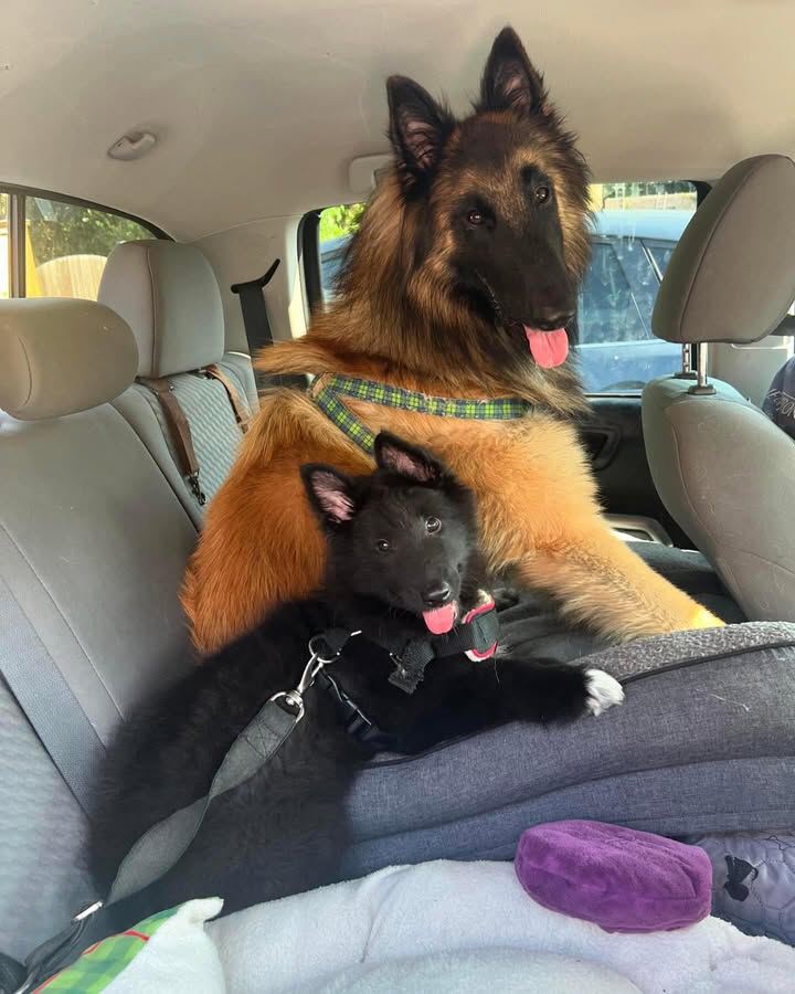 Islay Boy the Tervuren and his new Belgian Sheepdog protégé Ludwig are ready for their drive to their North Mountain Winery in the Shenandoah Valley of Virginia! Islay is only one year and 8 months old but has quickly assumed the role of protector and den dad. He really loves Ludo. And yes Ludwigs mama dipped his paw into a can of paint. His nickname is paint can. #terveuren #belgianshepherd #groenendael #shenandoahvalleywine.