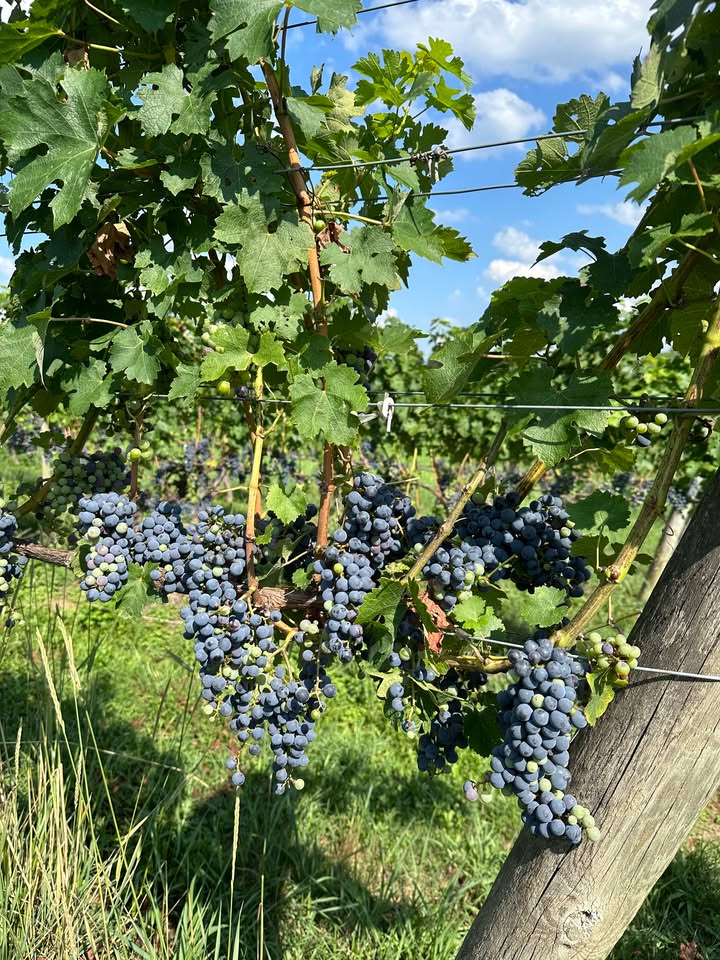 Life is a Cabernet! These luscious Cabernet Sauvignon grapes will soon be harvested and used to create an incredible wine! Thirsty? #nmwine #shenandoahvalleywinetrail #vawine #virginiaisforwinelovers