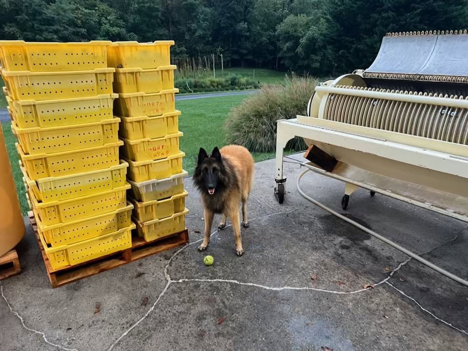 Crushing and pressing the last of the Riesling. It’s been a wet September but Islay is hoping that John will be able to use his very large “grape”. #nmwine #vawine #virginiaisforwinelovers #shenandoahvalleywinetrail #shenandoahvalley