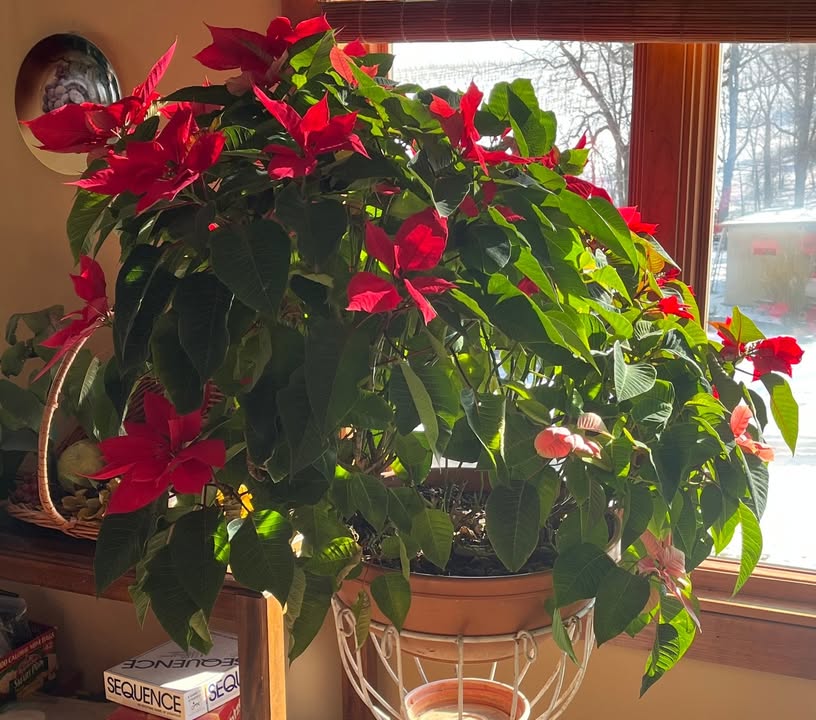 Photos from North Mountain Vineyard & Winery's post