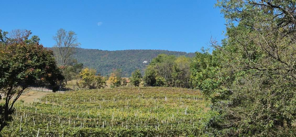 It is a beautiful day in the Shenandoah Valley. So, come on out to our Oktoberfest. $20 entry includes a souvenir glass, generous tastes of 5 wines of choice, wagon ride, and continuous music.
