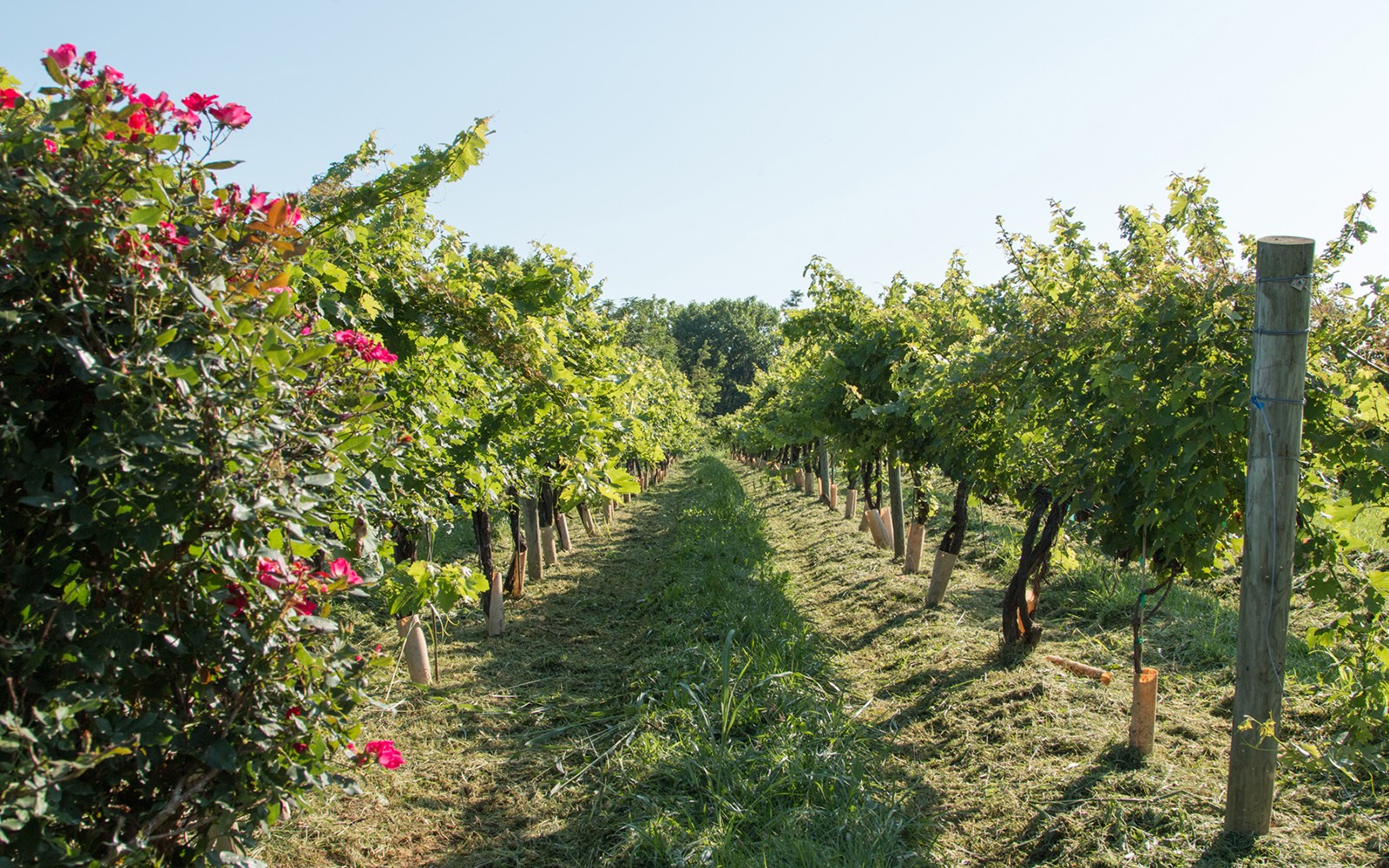 North Mountain Vineyard rows in the growing season