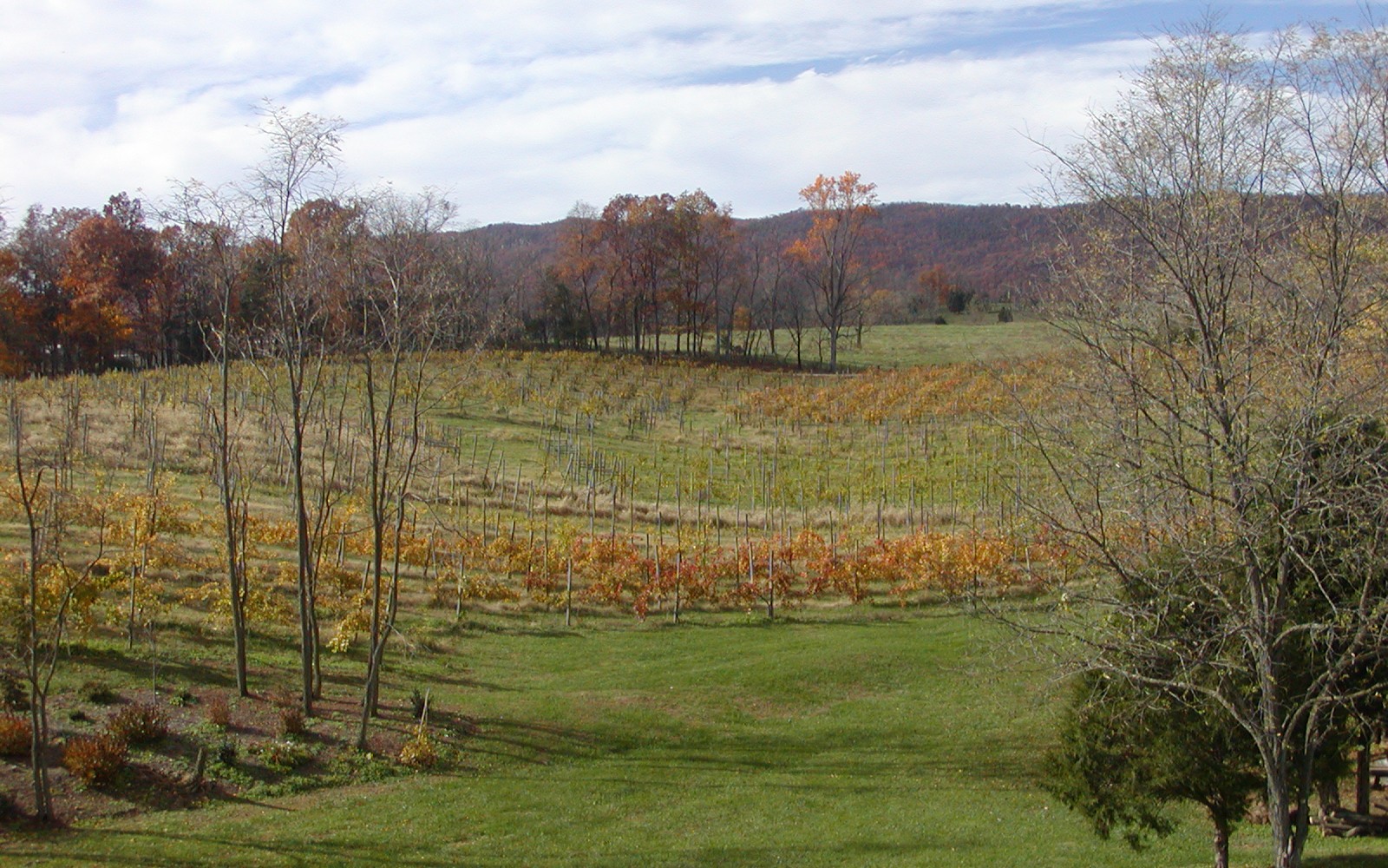 North Mountain vineyard view