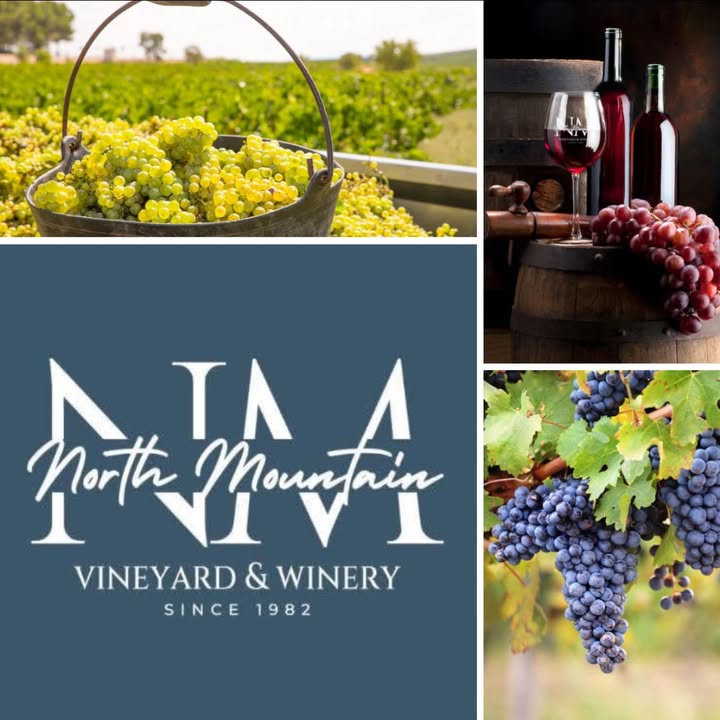 Did you know it takes about 210 days of sunshine for our grapes to reach perfect maturity? From bud break in early spring to harvest in late summer or fall, every beam of sunshine counts toward the flavor in your glass. ☀️🍷 #NorthMountainWinery #VAWine #VineyardFacts #DrinkLocal #VirginiaWine #VineyardFacts #WineLovers #DrinkLocal #ShenandoahValley #WineryLife #VineyardViews #FromVineToWine #WineCountryVA #WineEducation