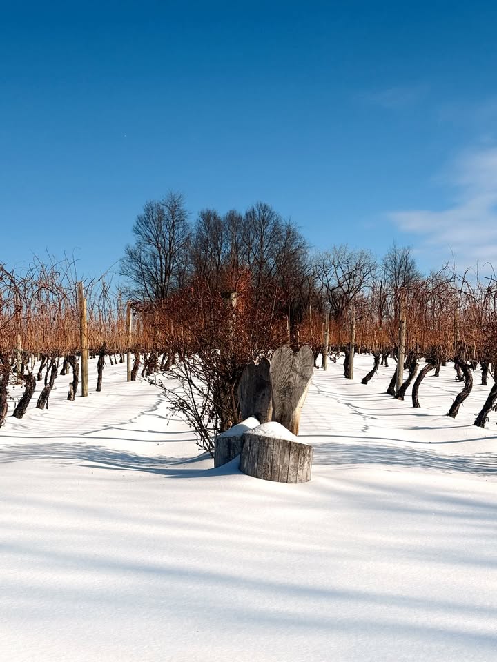 Photos from North Mountain Vineyard & Winery's post