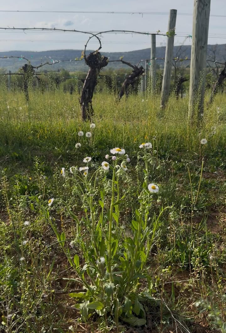 Photos from North Mountain Vineyard & Winery's post