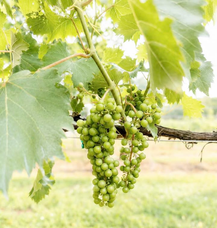 There’s beauty in slowing down and appreciating these moments. The rolling vines, the summer sunshine, and the anticipation of another vintage in the making remind us why we do what we do. Thank you for following along on this journey and supporting our little corner of Virginia wine country. We can’t wait to share the fruits of this season with you, one glass at a time. #LoveVa #VirginiaWine #NorthMountainVineyard #NorthMountainWinery #Chambourcin #WineCountry #ShenandoahCounty #Virginia #VisitVirginia #Grapes #Wine