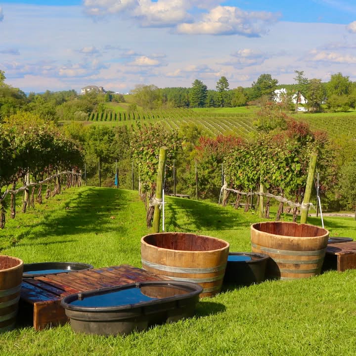 Several Virginia wineries offer Napa Valley vibes, including spots like Muse Vineyards and Arterra, thanks to sprawling mountain views and acres of green space.