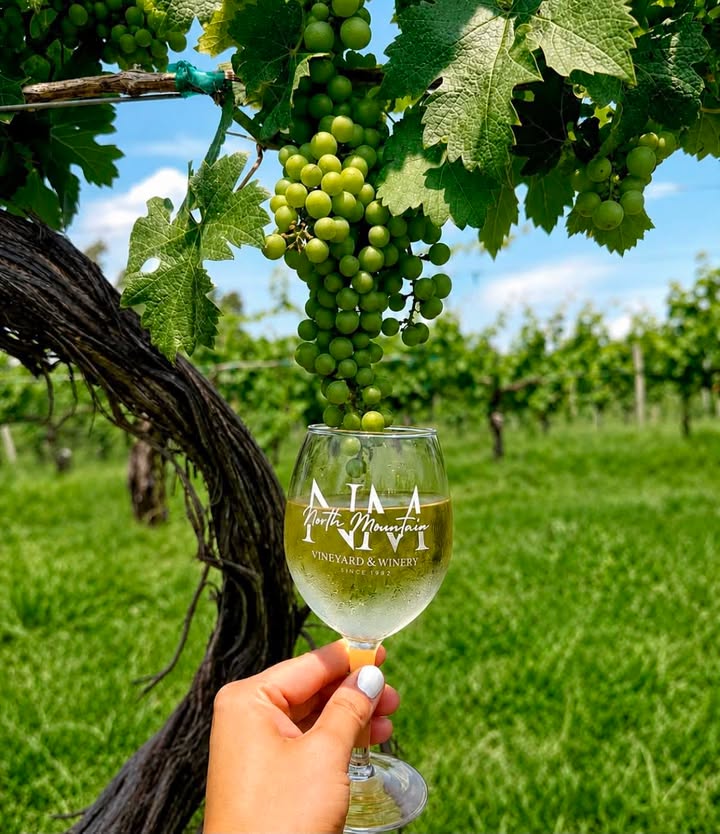 Half-price wine glasses today!
