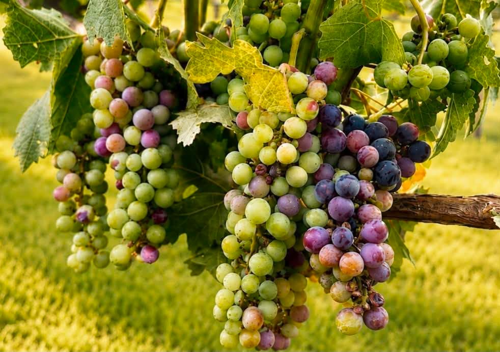 Veraison has begun at North Mountain!