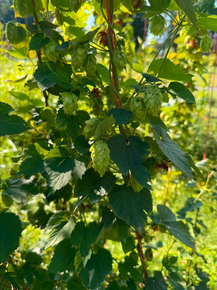 🌿 DID YOU KNOW WE GROW HOPS?