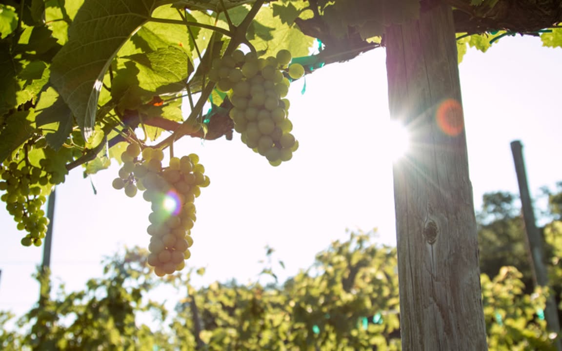Harvest season is almost here, and there's a special kind of excitement in the vineyard.