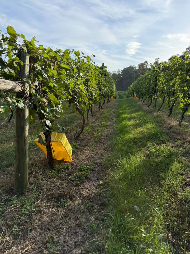 VIRGINIA WINE MONTH | CHAMBOURCIN HARVEST 🍷