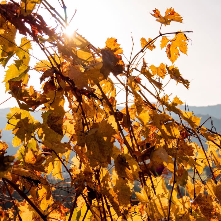 The Vineyard Is Getting Ready for Winter!