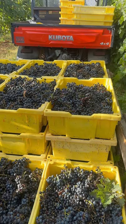 Little moments from harvest.